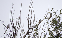 Scissot tailed Flycatcher at fall migration 6004